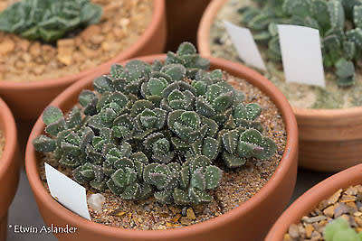 Aloinopsis setifera - Kliprand - 100 seeds
