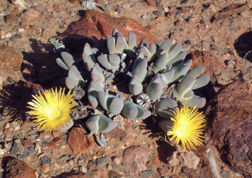Cheiridopsis robusta - Wolfberg - 100 seeds