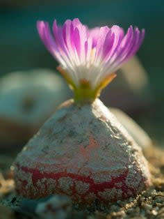 Conophytum burgeri - 100 seeds