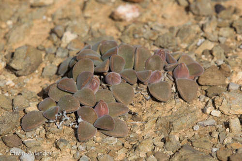 Deilanthe peersii - 100 seeds