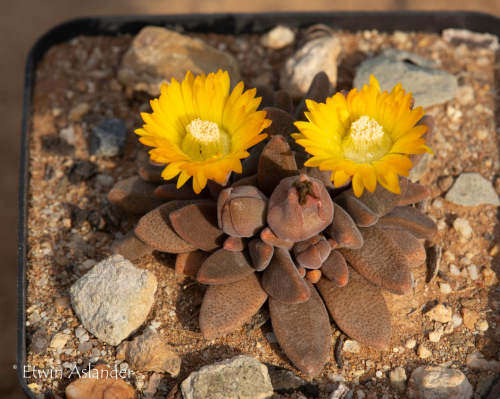 Deilanthe thudichumii mg1314.3 - 100 seeds