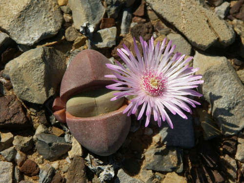 Didymaotus lapidiformis - Tankwa Karoo - 100 seeds