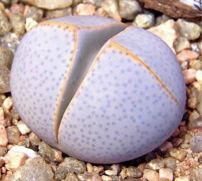 Dinteranthus wilmotianus - 100 seeds