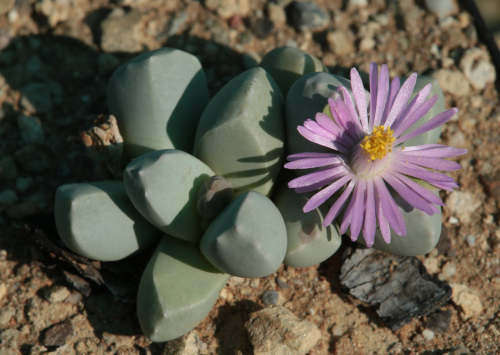 Dracophilus montis-draconis - 100 seeds