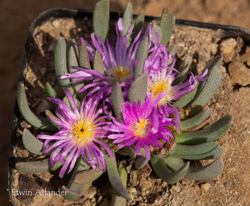 Ebracteola wilmaniae - 100 seeds