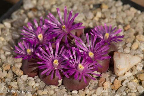 Gibbaeum pilosulum - Poortfontein - 100 seeds