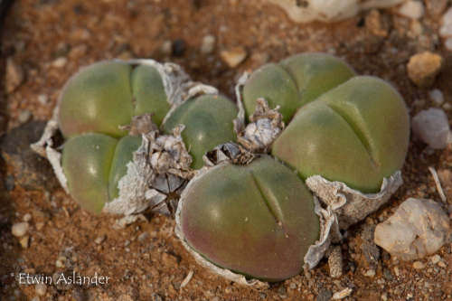 Gibbaeum nuciforme - 100 seeds