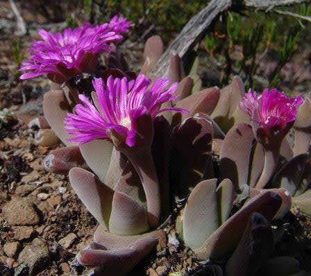 Gibbaeum velutinum - Barrydale  - 100 seeds