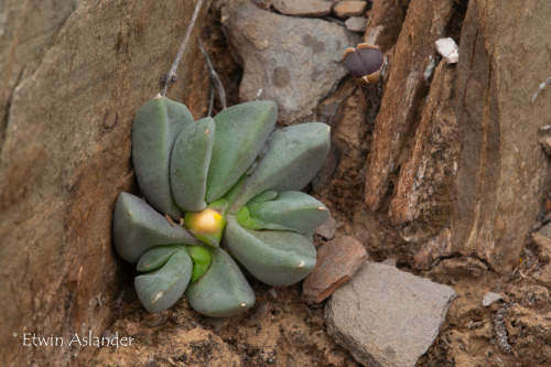 Glottiphyllum suave - 100 seeds