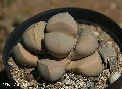Lapidaria margarethae - 100 seeds