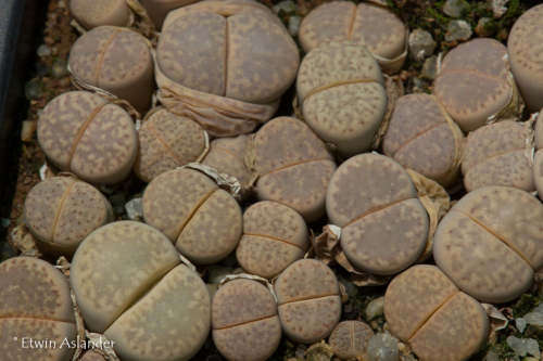 Lithops amicorum  Tok67 - 100 seeds