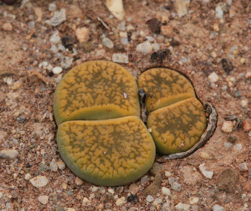 Lithops aucampiae - Jacksons Jade - 100 seeds