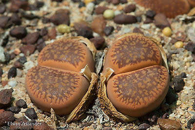 Lithops aucampiae - Storms Snowcap C392 - 100 seeds