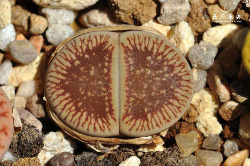 Lithops aucampiae ssp euniceae var fluminalis C054 - 100 seeds