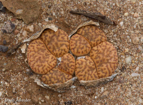 Lithops bromfieldii var bromfieldii Louw 31a - 100 seeds