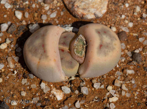 Lithops dinteri var dinteri C206 - 100 seeds