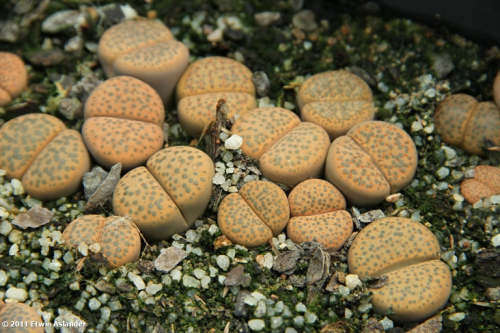 Lithops fulviceps var laevigata C412 - 100 seeds