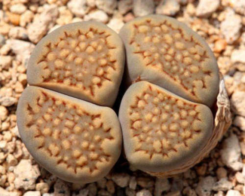 Lithops hallii var hallii C375`