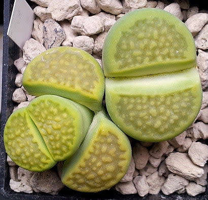 Lithops hallii var ochraceae - Green Soapstone C111a- 100 seeds