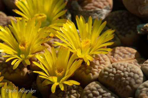 Lithops hookeri var hookeri - vermiculate form - 100 seeds