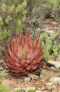 Aloe microstigma - 100 seeds