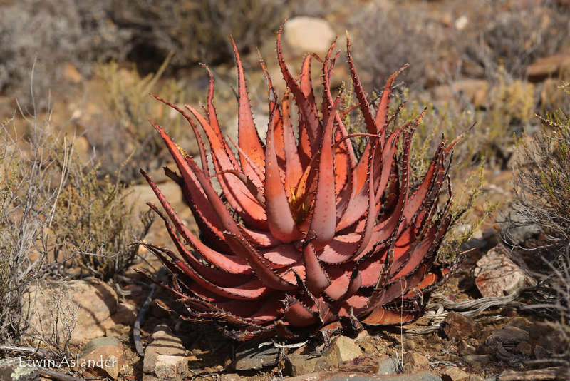 Aloe microstigma - 100 seeds