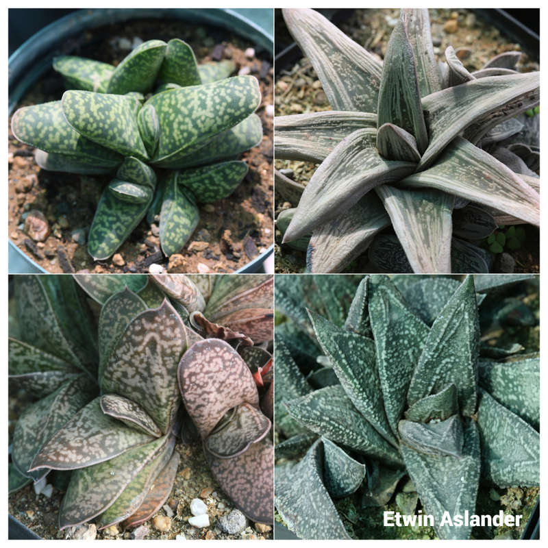 Gasteria mixed - 100 seeds