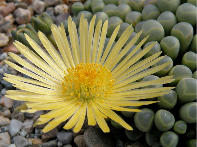 Fenestraria rhophalophylla ssp aurantiaca - 100 seeds
