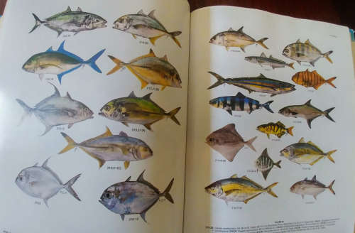 Smiths' Sea Fishes (1991)