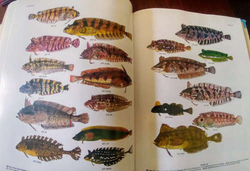 Smiths' Sea Fishes (1991)