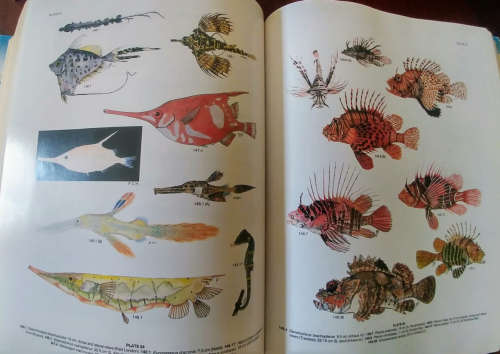 Smiths' Sea Fishes (1991)