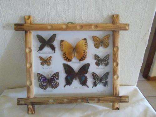 nice framed butterflys behind glass