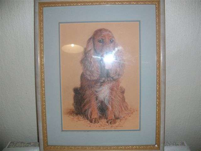 Framed picture of cocker spaniel dog signed by artist