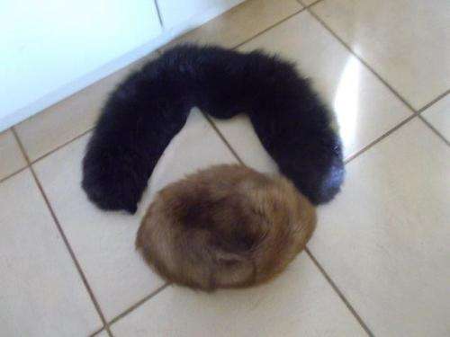 vintage ladies fur hat and fur collar neck scarf