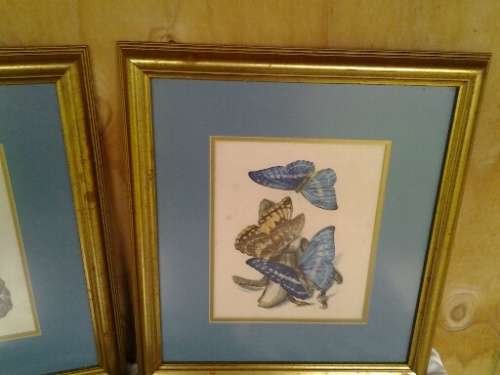A set of three beautifully framed butterfly prints behind glass