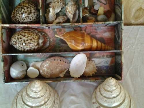 a nice holder with some collectable sea shells