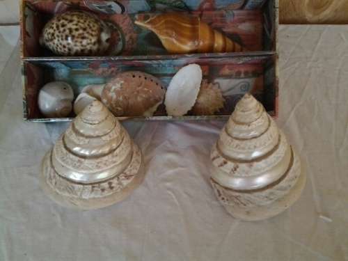 a nice holder with some collectable sea shells