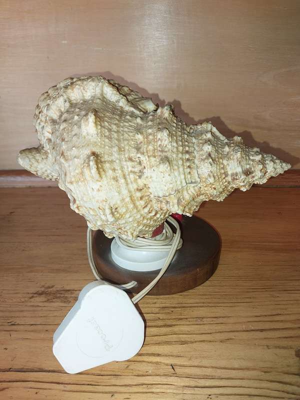 Nice shell lamp on wooden stand