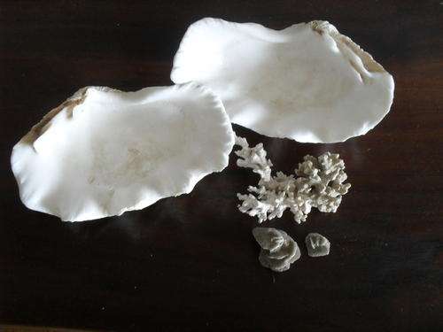 2x SEASHELLS  2 pieces of CORAL AND 2 DESERT STONE ROSES