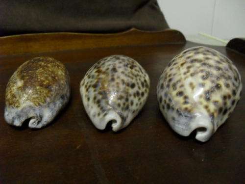3X   SPLENDID COWRIE SEA SHELLS