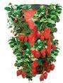 Upside Down Strawberry Planter