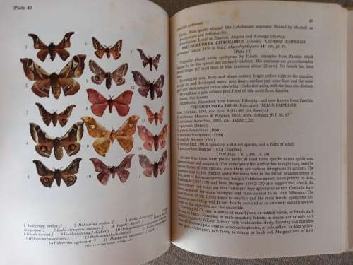 Emperor Moths of South and South-Central Africa - Elliot Pinhey
