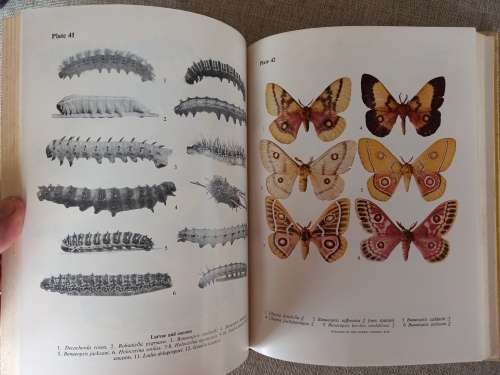 Emperor Moths of South and South-Central Africa - Elliot Pinhey
