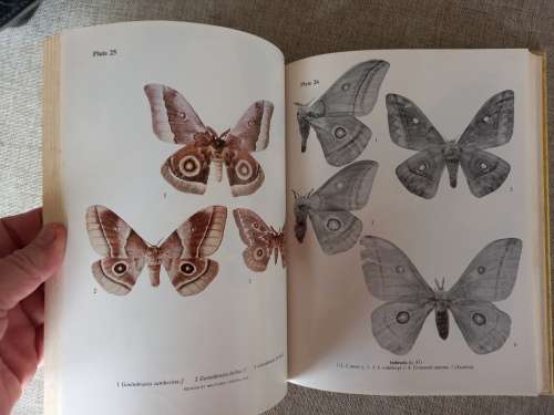 Emperor Moths of South and South-Central Africa - Elliot Pinhey