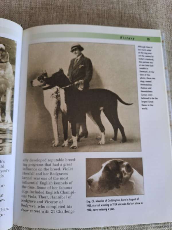 Great Dane - a Kennel Club Book- a comprehensive guide to owning and caring for your dog