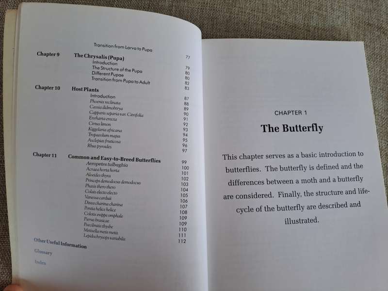 Butterflies A Beginner`s Guide - Earle Whitely and Pam Pillai