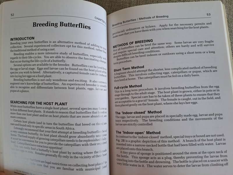 Butterflies A Beginner`s Guide - Earle Whitely and Pam Pillai