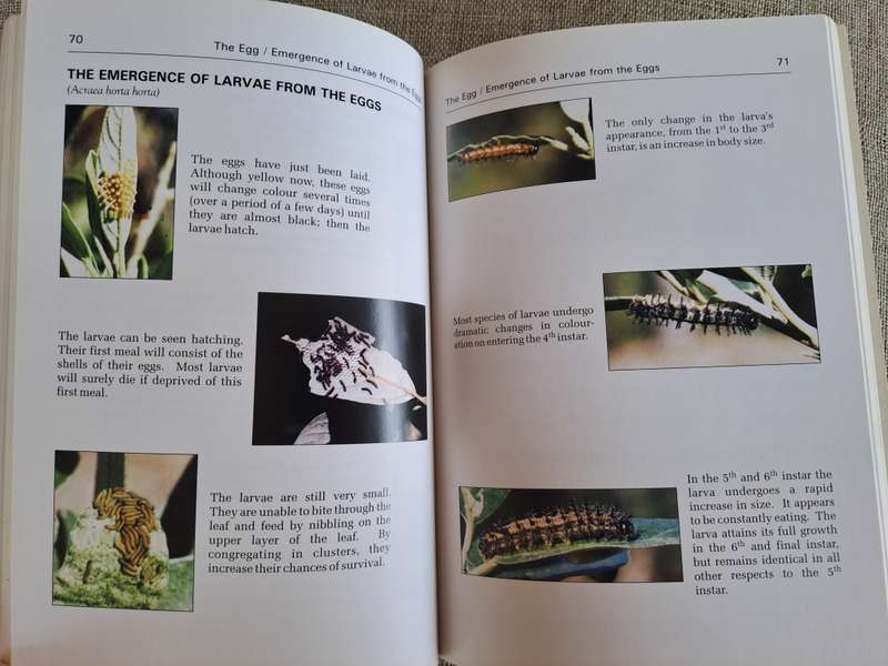 Butterflies A Beginner`s Guide - Earle Whitely and Pam Pillai