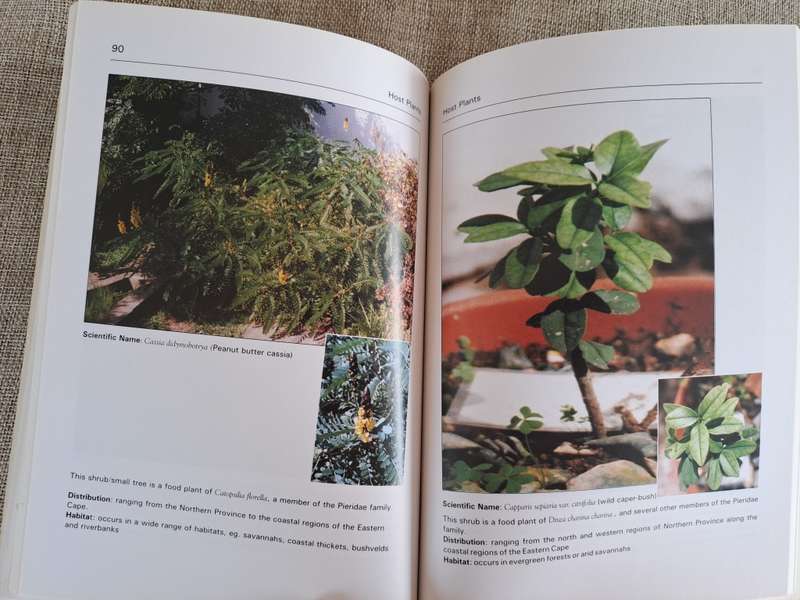 Butterflies A Beginner`s Guide - Earle Whitely and Pam Pillai