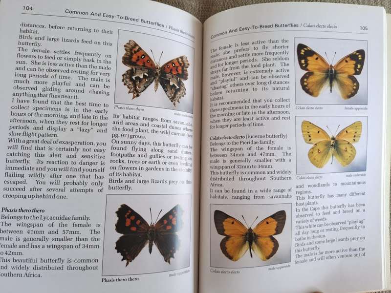 Butterflies A Beginner`s Guide - Earle Whitely and Pam Pillai